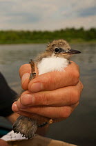 Ringing a Black tern (Chlidonias niger) chick that has hatched from nest on artificial nesting platform, Lake Mueggelsee, Berlin, Germany, June