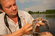 Toni Becker recording a Black tern (Chlidonias niger) chick, Lake Mueggelsee, Berlin, Germany, June