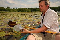 Toni Becker catching Black tern (Chlidonias niger) chick with a net, Lake Mueggelsee, Berlin, Germany, June