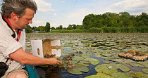 Toni Becker releasing Black tern (Chlidonias niger) chicks after ringing, Lake Mueggelsee, Berlin, Germany, June