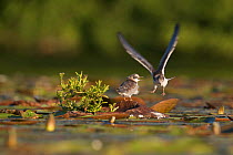 Black tern (Chlidonias niger) fledglings attempting to fly from artificial platform in lake, Lake Mueggelsee, Berlin, Germany, July