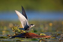 Black tern (Chlidonias niger) fledgling attempting to fly from artificial platform in lake, Lake Mueggelsee, Berlin, Germany, July