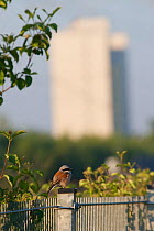 Red-backed shrike (Lanius collurio) perched on fence at the nature park Schoeneberger Suedgelaende, Berlin, Germany, June 2007