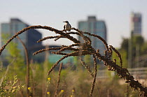 Wheatear (Oenanthe oenanthe) male perched in urban wasteland at Berlin Central Station, Germany, June 2008