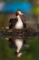 Great crested grebe (Podiceps cristatus) at nest site on the "Grosser Mueggelsee" in Berlin, Germany, July
