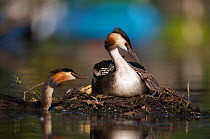 Great crested grebe (Podiceps cristatus) pair with chicks at nest site on the "Grosser Mueggelsee" in Berlin, Germany, July