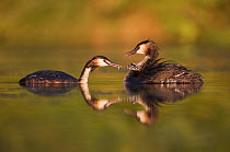 Great crested grebe (Podiceps cristatus) pair feeding chick near nest site on the "Grosser Mueggelsee" in Berlin, Germany, July
