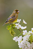 Greenfinch (Carduelis chloris) perched on cherry blossom, Berlin, Germany, April