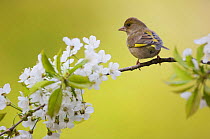 Greenfinch (Carduelis chloris) perched on cherry blossom, Berlin, Germany, April