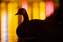 Canada goose (Branta canadensis) silhouette against the lights of a floodgate on the river Spree, Tiergarten, Berlin, Germany.