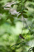 Wood warbler (Phylloscopus sibilatrix) male singing in beech tree, Berlin, Germany, May