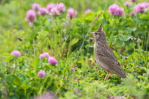 Crested lark (Galerida cristata) amongst flowers on a construction site in Berlin, Germany, May