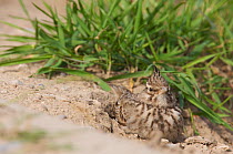 Crested lark (Galerida cristata) sunning on a construction site in Berlin, Germany, May