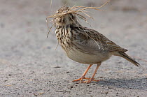 Crested lark (Galerida cristata) collecting nest material on a construction site in Berlin, Germany, May