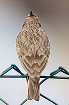 Rear view of Crested lark (Galerida cristata) perched on fence at a construction site in Berlin, Germany, May