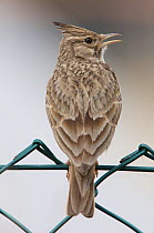 Crested lark (Galerida cristata) perched on fence at a construction site in Berlin, Germany, May
