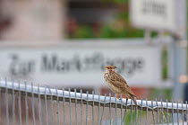 Rear view of Crested lark (Galerida cristata) perched on fence at a construction site in Berlin, Germany, May