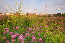 Breeding habitat of Crested lark (Galerida cristata) and Common wheatear (Oenanthe oenanthe) on a construction site in Berlin, Germany, May 2009