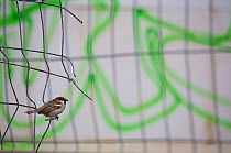 House sparrow (Passer domesticus) perched on the fence of a construction site at the "Tacheles", Berlin, Germany, June
