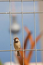 House sparrow (Passer domesticus) male perched on the fence of a construction site at the "Tacheles", Alexanderplatz, Berlin, Germany, June