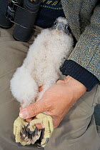 Young Peregrine falcon (Falco peregrinus) being ringed, Berliner Dom, Alexanderplatz, Berlin, Germany, May 2006