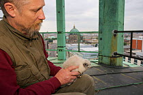 Bird of prey expert Paul Sammer with ringed young Peregrine falcon (Falco peregrinus), Alexanderplatz, Berlin, Germany, May 2006