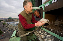 Bird of prey expert Paul Sammer putting a young ringed Peregrine falcon (Falco peregrinus) back into an artificial next box on the Marienkirche, Alexanderplatz, Berlin, Germany, May 2006