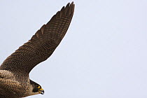 Peregrine falcon (Falco peregrinus) in flight above Alexanderplatz, Berlin, Germany, May 2008