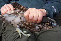 Bird of prey expert Paul Sammer measuring a young Peregrine falcon (Falco peregrinus) at nest, Alexanderplatz, Berlin, Germany, May 2008
