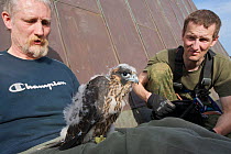 Bird of prey experts Paul Sammer (left) and Andrz Laubner with a young Peregrine falcon (Falco peregrinus) roof of the Rotes Rathaus, Alexanderplatz, Berlin, Germany, May 2008
