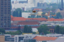 Peregrine falcon (Falco peregrinus) in flight above Alexanderplatz, Berlin, Germany, May 2008