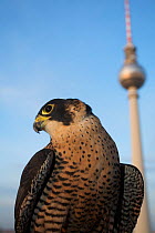 Peregrine falcon (Falco peregrinus) captive, female, perched in Alexanderplatz, Berlin, Germany, November