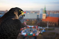 Peregrine falcon (Falco peregrinus) captive, female, perched above Alexanderplatz, Berlin, Germany, November
