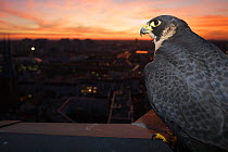 Peregrine falcon (Falco peregrinus) captive, female, perched at sunset with view over Berlin, Germany, November.