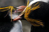 Royal Penguin (Eudyptes schlegeli) mutual preening, Macquarie Island, Southern Atlantic, Australian Antarctica, November