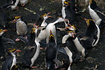 Royal Penguins (Eudyptes schlegeli) interacting in colony, Macquarie Island, Southern Atlantic, Australian Antarctica, November