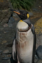 King Penguin (Aptenodytes patagonica) injured at sea, possibily by a shark, Macquarie Island, Southern Atlantic, Australian Antarctica, December