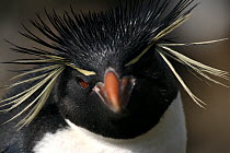 Rockhopper penguin (Eudyptes chrysocome) head portrait, Macquarie Island, Southern Atlantic, Australian Antarctica, December