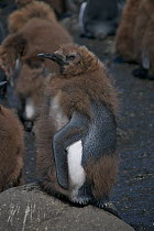 King Penguin (Aptenodytes patagonica) chick moulting, Macquarie Island, Southern Atlantic, Australian Antarctica, November