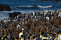 King Penguin (Aptenodytes patagonica) rookery, Macquarie Island, Southern Atlantic, Australian Antarctica, November 2007