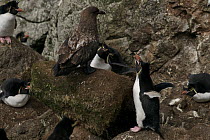 Rockhopper penguin (Eudyptes chrysocome) vocalising, frightened by perched Skua, Macquarie Island, Southern Atlantic, Australian Antarctica, December