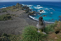 Light mantled sooty albatross (Phoebetria palpebrata) on coast, Macquarie Island, Southern Atlantic, Australian Antarctica, November 2007
