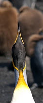 King Penguin (Aptenodytes patagonica) stretching up, Macquarie Island, Southern Atlantic, Australian Antarctica, November