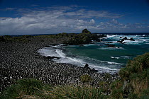 Royal penguin (Eudyptes schlegeli) colony at Hurd Point, Macquarie Island, Southern Atlantic, Australian Antarctica, November 2007