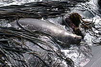 Southern elephant seal (Mirounga leonina) swimming ashore through seaweed, Macquarie Island, Southern Atlantic, Australian Antarctica, December