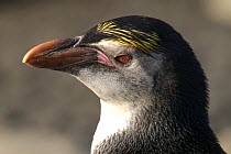 Royal Penguin (Eudyptes schlegeli) juvenile, portrait, Macquarie Island, Southern Atlantic, Australian Antarctica, December