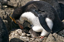 Royal Penguin (Eudyptes schlegeli) attending to chick, Macquarie Island, Southern Atlantic, Australian Antarctica, November