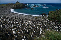 Royal Penguin (Eudyptes schlegeli) colony at Hurd Point, Macquarie Island, Southern Atlantic, Australian Antarctica, November 2007