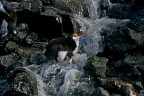 Royal Penguin (Eudyptes schlegeli) bathing in creek, Macquarie Island, Southern Atlantic, Australian Antarctica, December