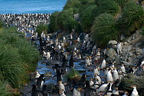 Royal Penguin (Eudyptes schlegeli) colony walking along creek, Macquarie Island, Southern Atlantic, Australian Antarctica, December 2007